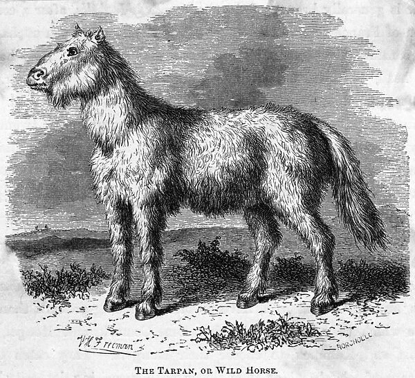 Tarpan  /  Freeman. The wild horse of Tartary - depicted here in its winter coat Date