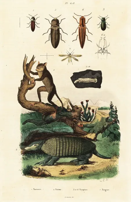 Framed Print : Tarsier, armadillo and beetles Framed Print : Tarsier, armadillo and beetles