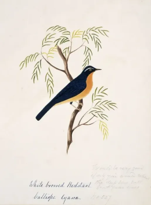 Framed Print : Tarsiger indicus, white-browed scrub-robin Framed Print : Tarsiger indicus, white-browed scrub-robin