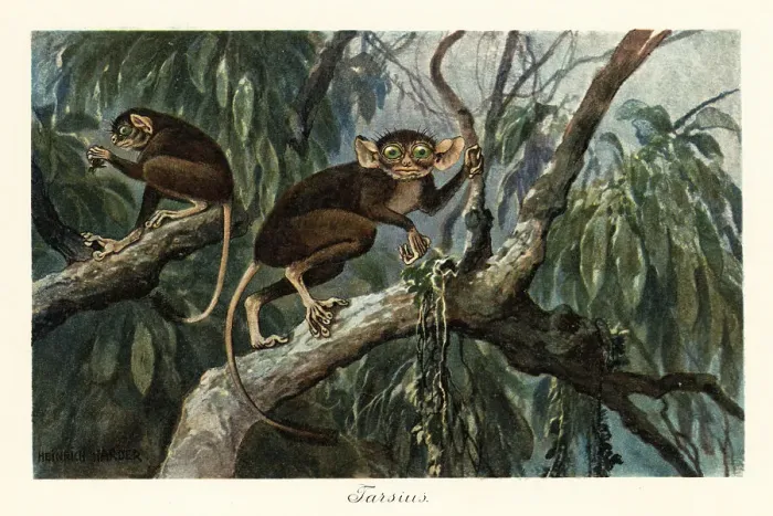 Framed Print : Tarsius, haplorrhine primate genus of tarsiers Framed Print : Tarsius, haplorrhine primate genus of tarsiers