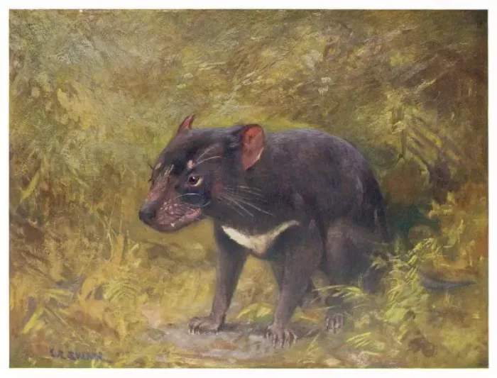 Framed Print : Tasmanian Devil 1909 Framed Print : Tasmanian Devil 1909