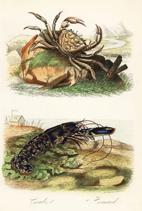 Framed Print : Tasmanian giant crab, Pseudocarcinus gigas, and European lobster Framed Print : Tasmanian giant crab, Pseudocarcinus gigas, and European lobster