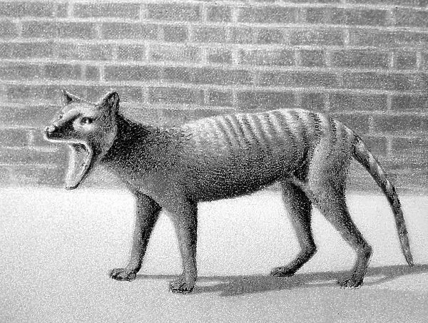 Tasmanian Tiger, Thylacine, at London Zoo, Victorian period