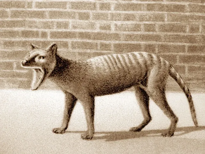 Framed Print : Tasmanian Tiger, Thylacine, at London Zoo, Victorian period Framed Print : Tasmanian Tiger, Thylacine, at London Zoo, Victorian period