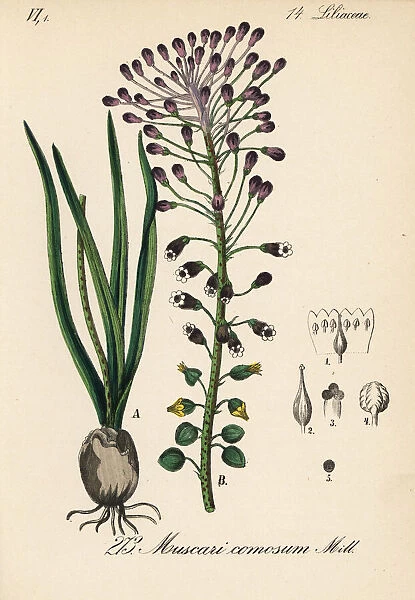 Tassel hyacinth, Leopoldia comosa