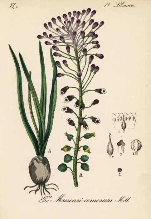 Framed Print : Tassel hyacinth, Leopoldia comosa Framed Print : Tassel hyacinth, Leopoldia comosa
