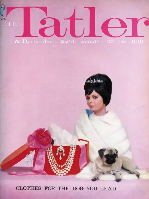 Framed Print : Tatler cover Clothes for the Dog You Lead 1961 Framed Print : Tatler cover Clothes for the Dog You Lead 1961