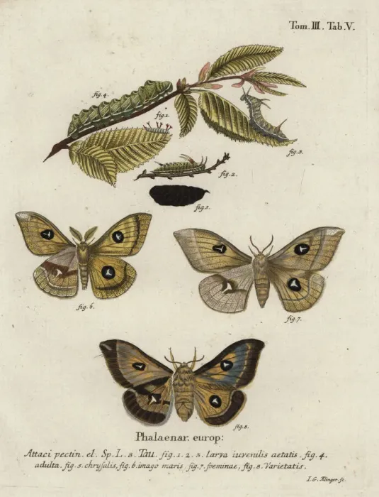 Framed Print : Tau emperor moth, Aglia tau Framed Print : Tau emperor moth, Aglia tau