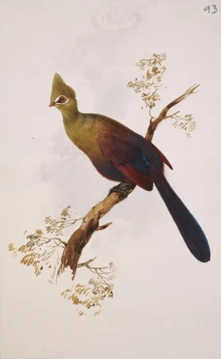 Framed Print : Tauraco persa, green turaco Framed Print : Tauraco persa, green turaco