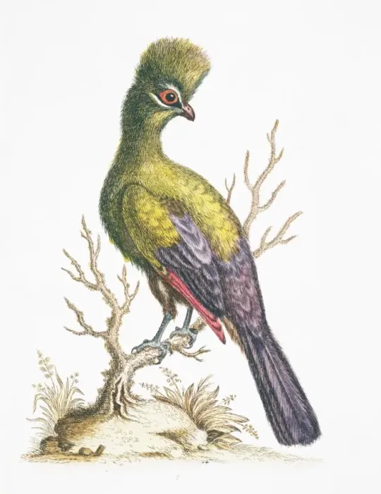 Framed Print : Tauraco persa, green turaco Framed Print : Tauraco persa, green turaco