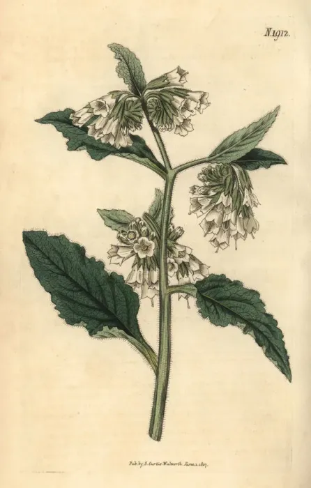 Framed Print : Taurian comfrey, Symphytum tauricum Framed Print : Taurian comfrey, Symphytum tauricum