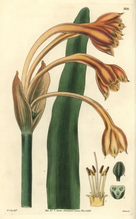 Framed Print : Tawny coburgia, Coburgia fulva or Clinanthus fulvus Framed Print : Tawny coburgia, Coburgia fulva or Clinanthus fulvus