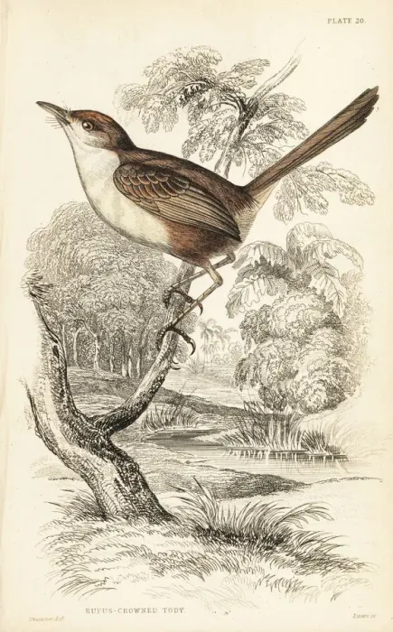 Framed Print : Tawny-crowned pygmy tyrant, Euscarthmus meloryphus Framed Print : Tawny-crowned pygmy tyrant, Euscarthmus meloryphus