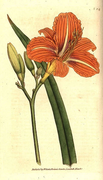 Tawny day-lily, Hemerocallis fulva