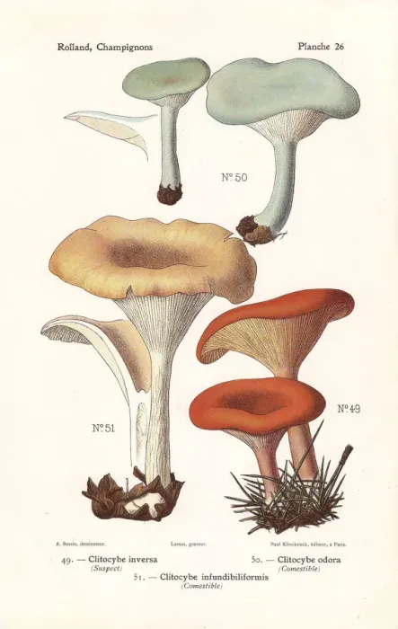 Framed Print : Tawny funnel cap and aniseed toadstool