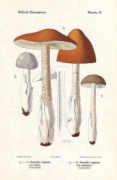 Tawny grisette and grisette mushroom