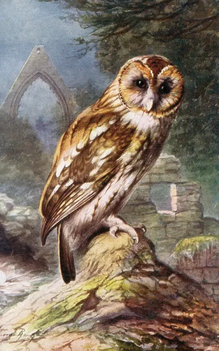 Framed Print : Tawny Owl Date: circa 1910s Framed Print : Tawny Owl Date: circa 1910s