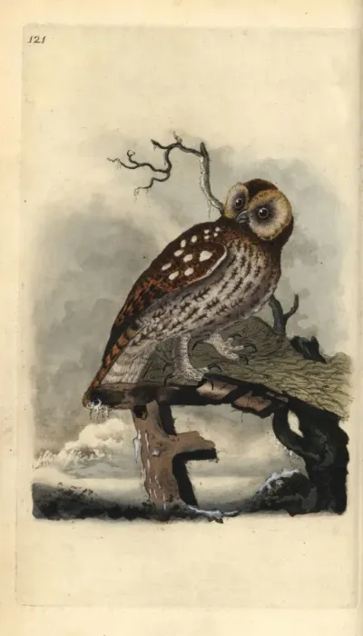 Framed Print : Tawny owl, Strix aluco Framed Print : Tawny owl, Strix aluco