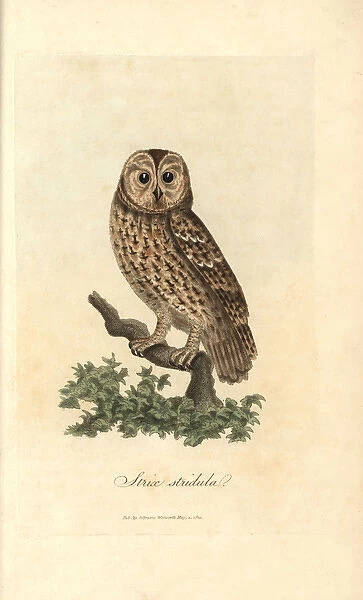 Tawny owl, Strix stridula, Brown owl, Strix aluco