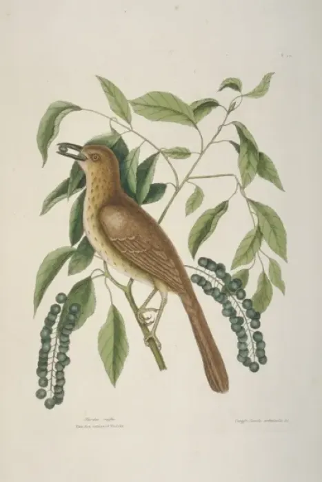 Framed Print : Taxostoma rufum, brown thrasher Framed Print : Taxostoma rufum, brown thrasher