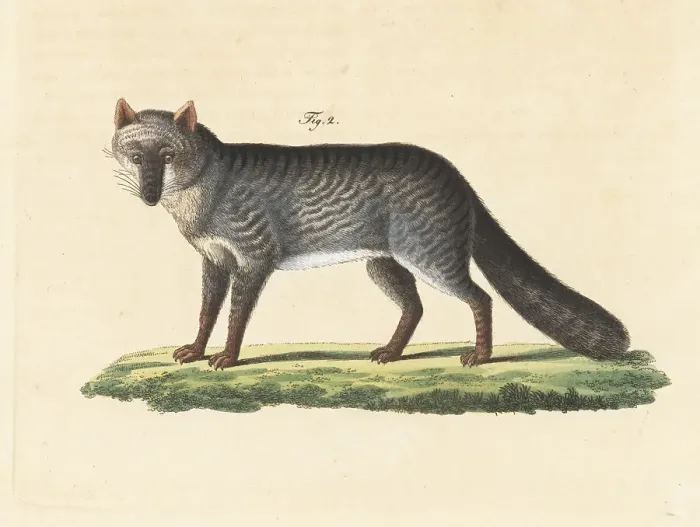 Framed Print : Tayra, Eira barbara