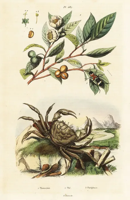 Framed Print : Tea, beetle and crab Framed Print : Tea, beetle and crab