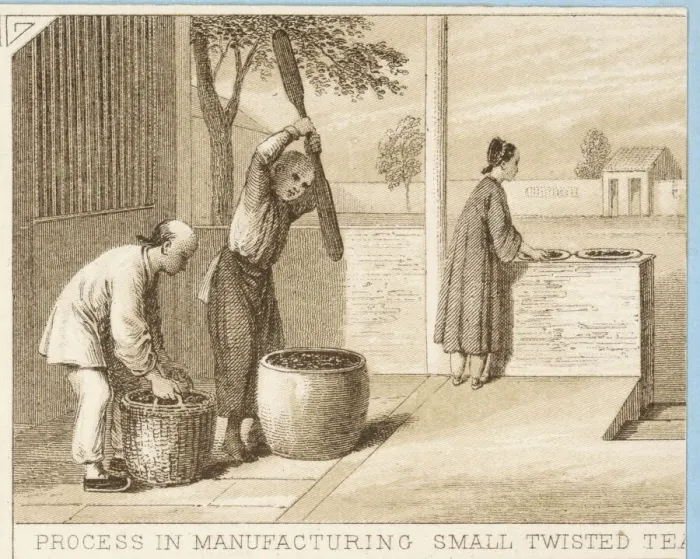 Framed Print : Tea Cultivation