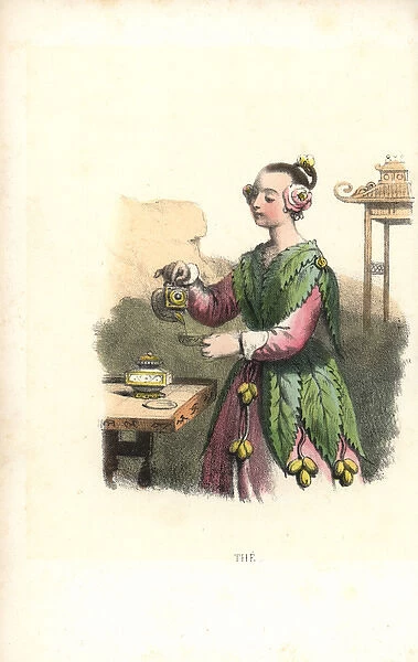 Tea flower fairy, Camellia sinensis, pouring a cup of tea