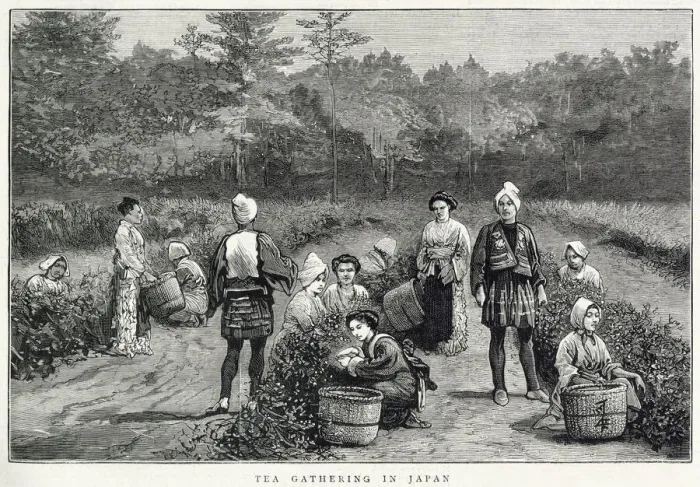 Framed Print : Tea gathering in Japan Framed Print : Tea gathering in Japan