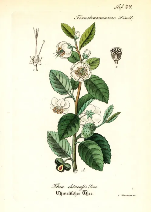Framed Print : Tea plant, Camellia chinensis (Thea chinensis) Framed Print : Tea plant, Camellia chinensis (Thea chinensis)