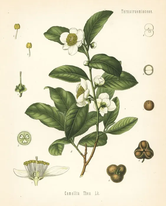 Framed Print : Tea plant, Camellia sinensis Framed Print : Tea plant, Camellia sinensis