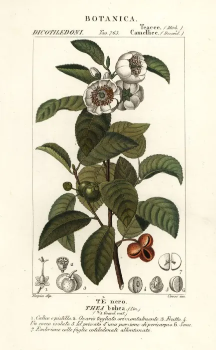 Framed Print : Tea plant, Camellia sinensis Framed Print : Tea plant, Camellia sinensis