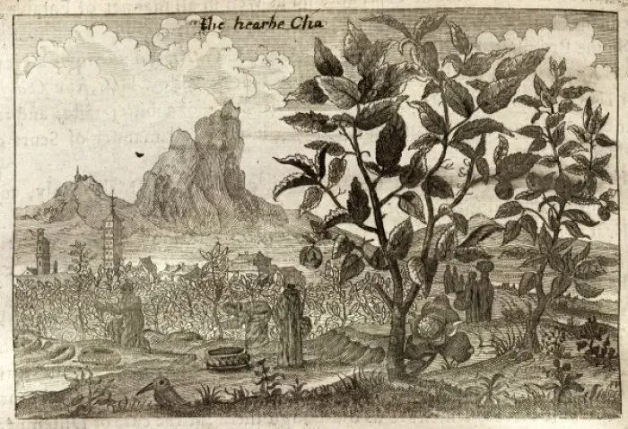 Framed Print : A tea plant, and workers harvesting tea - China Framed Print : A tea plant, and workers harvesting tea - China