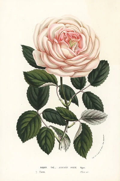 Tea rose hybrid, Auguste Oger, Rosa chinensis