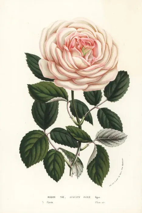 Framed Print : Tea rose hybrid, Auguste Oger, Rosa chinensis Framed Print : Tea rose hybrid, Auguste Oger, Rosa chinensis