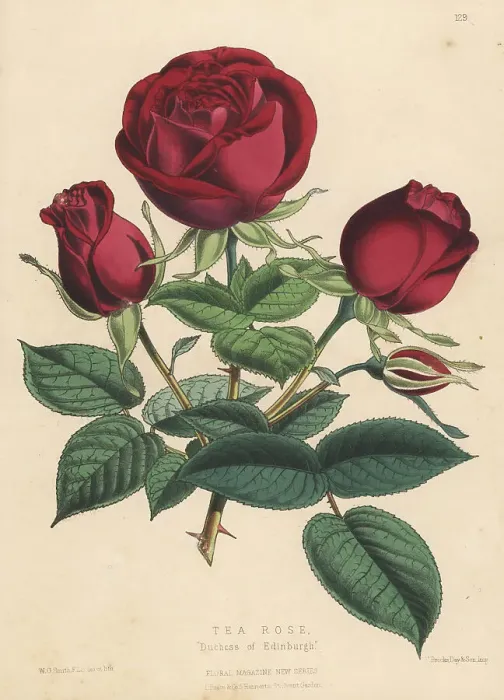 Framed Print : Tea rose hybrid, Duchess of Edinburgh Framed Print : Tea rose hybrid, Duchess of Edinburgh