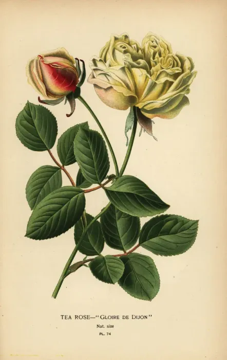 Framed Print : Tea rose hybrid, Gloire de Dijon, Rosa ? odorata Framed Print : Tea rose hybrid, Gloire de Dijon, Rosa ? odorata