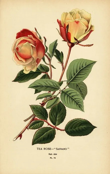 Framed Print : Tea rose hybrid, Safrano, Rosa ? odorata Framed Print : Tea rose hybrid, Safrano, Rosa ? odorata