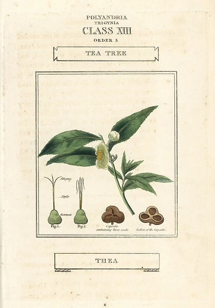 Tea tree, Camellia sinensis