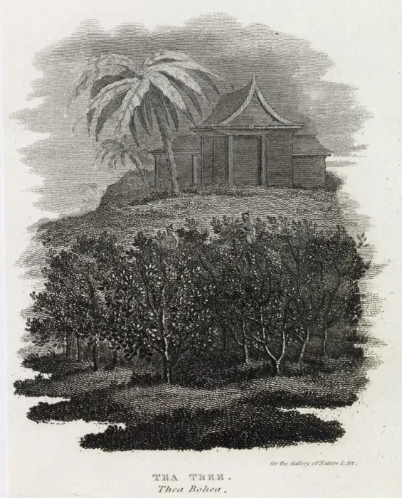 Framed Print : Tea Tree, Thea Bohea, China Framed Print : Tea Tree, Thea Bohea, China