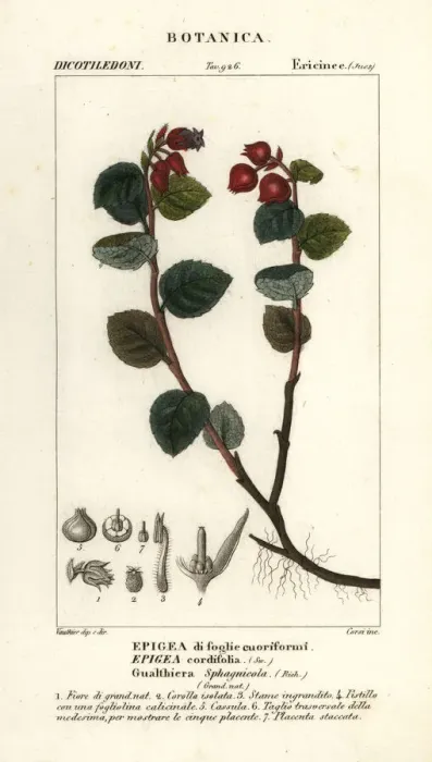 Framed Print : Teaberry, Gaultheria domingensis Framed Print : Teaberry, Gaultheria domingensis
