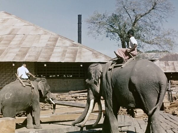 Teak mill - elephant - Moulmain