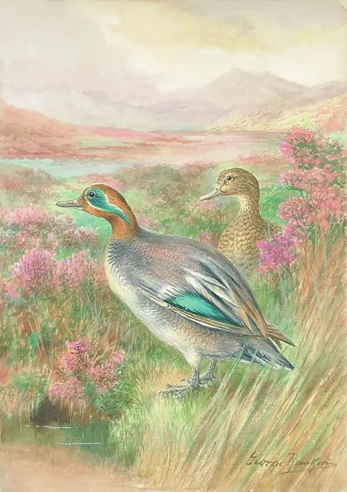 Framed Print : Teal Ducks Framed Print : Teal Ducks