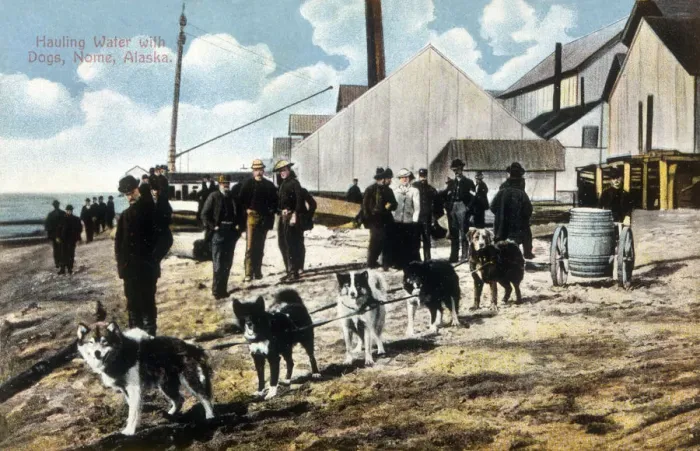 Framed Print : A team of huskies haul water at Nome, Alaska. Date: 1910 Framed Print : A team of huskies haul water at Nome, Alaska. Date: 1910