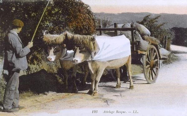 Team of Oxen - Basque Country, France