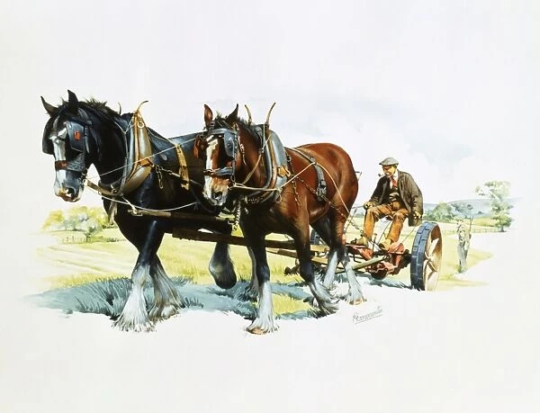 A team of working horses at work