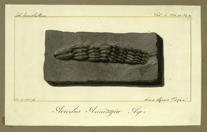 Framed Print : Teeth of Acrodus anningiae Agassiz Framed Print : Teeth of Acrodus anningiae Agassiz