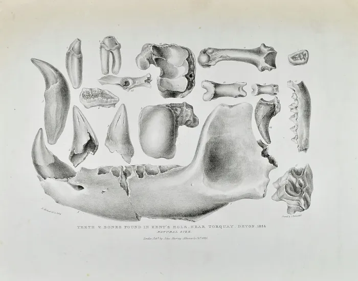 Framed Print : Teeth and bones from Kent's Cavern Framed Print : Teeth and bones from Kent's Cavern