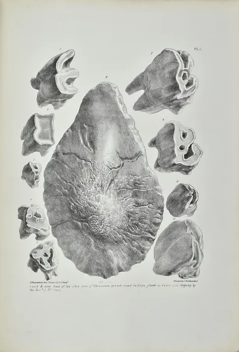 Framed Print : Teeth and bony base of the nose of Rhinoceros, Kent's Cavern Framed Print : Teeth and bony base of the nose of Rhinoceros, Kent's Cavern
