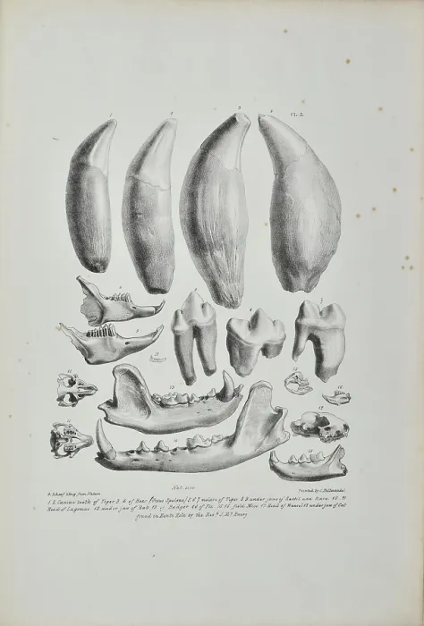 Framed Print : Teeth and jaws from Kent's Cavern Framed Print : Teeth and jaws from Kent's Cavern